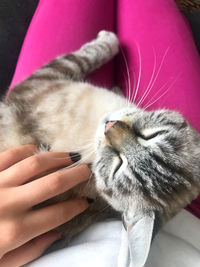 Close-up of hand holding cat