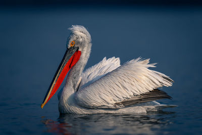 Close-up of pelican