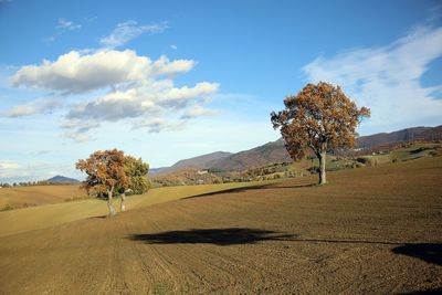 Trees on field against sky