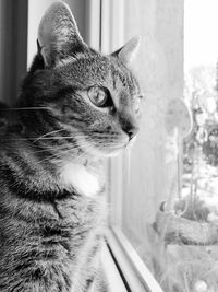 Close-up of a cat looking away