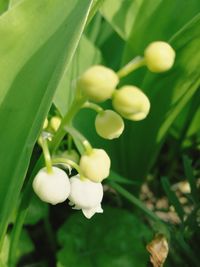 Close-up of flower blooming outdoors