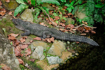 High angle view of lizard on a plant