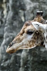 Close-up of giraffe against rock formation