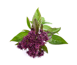 Close-up of purple flower plant against white background