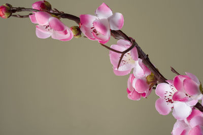 Close-up of pink flowers against blue background