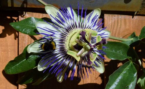 Close-up of bee on flower