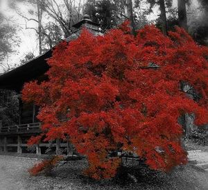 Trees in autumn