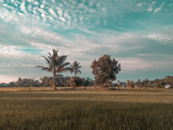 Trees on field against sky