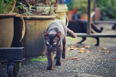 Portrait of cat relaxing on bench in park