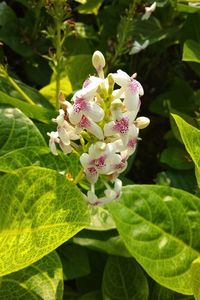 Close-up of pink flowering plant