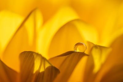 Close-up of yellow flowering plant