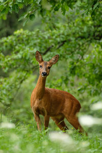 Female roe deer