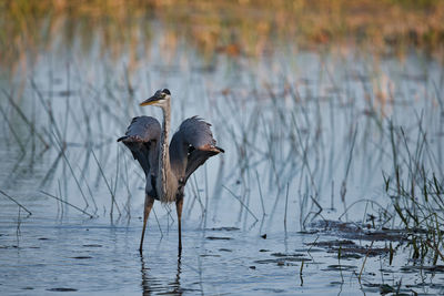 Birds in a lake