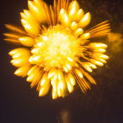 Close-up of yellow dandelion flower