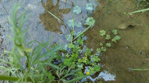 High angle view of plants in water