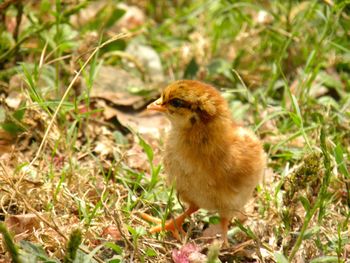 Close-up of young chicken on field