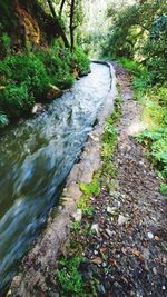 Scenic view of river amidst trees in forest