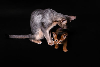 Portrait of a cat against black background