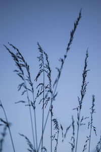 Low angle view of silhouette plants against clear blue sky
