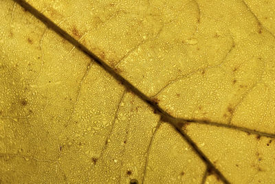 Macrophotography of a yellow leaf. nature background.