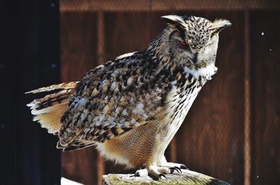 Close-up of owl perching on wood