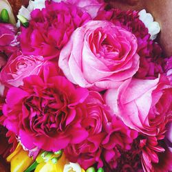 Close-up of pink roses