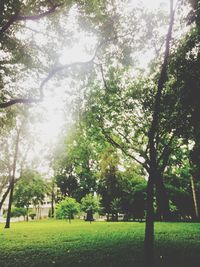 Trees in park