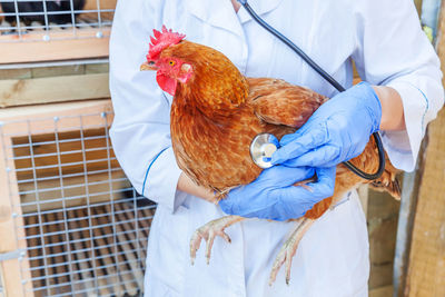 Midsection of a hen