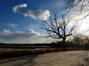 Scenic view of tree against sky