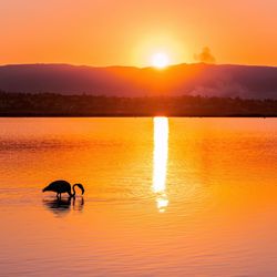 Silhouette of bird swimming in lake during sunset