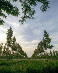 Pine trees on field against sky