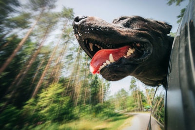 Close-up of a dog yawning