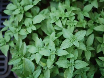 Full frame shot of green plants