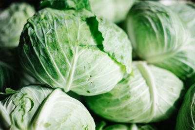 Close-up of cabbage