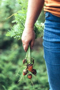 Close-up of hand holding plant on field