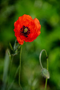 Close-up of red poppy flower