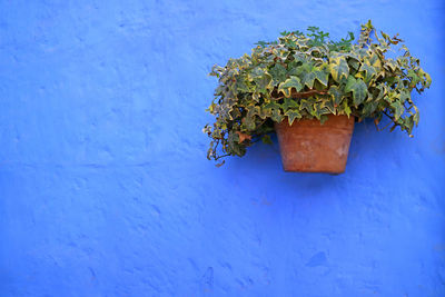 Terracotta planter of green algerian ivy plants on the vibrant blue colored rough old wall