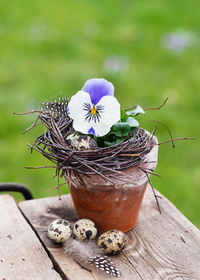 Close-up of potted plant