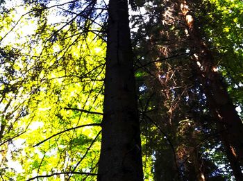 Low angle view of trees in forest