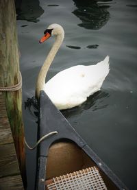 Swan in water