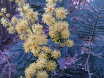 Close-up of flowering plant