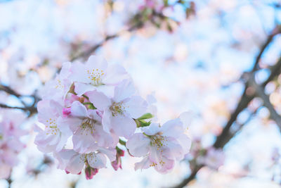 Close-up of cherry blossoms on tree