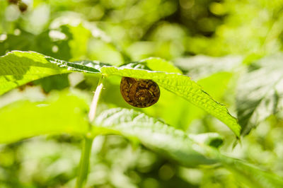 Close-up of green leaves