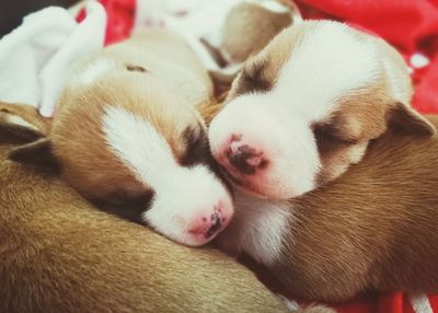 Close-up of puppy sleeping on blanket