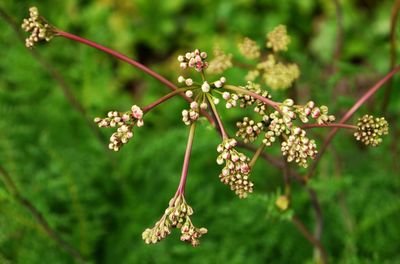 Close-up of flowering plant