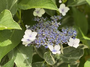 Close-up of purple flowering plant