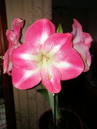 Close-up of pink flowers blooming outdoors