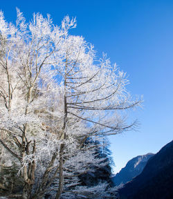 Snow covered plants against sky