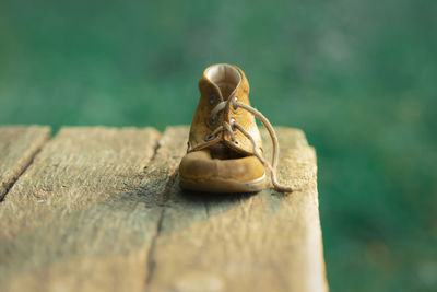Close-up of snail on wood