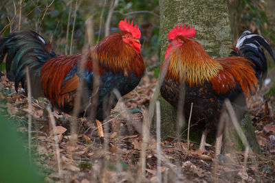 Flock of birds on land